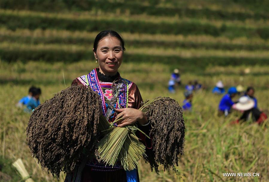 CHINA-GUANGXI-ANTAI-RICE-HARVEST (CN)