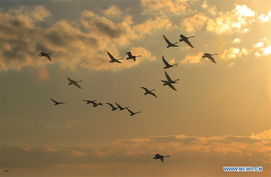 #CHINA-SHANDONG-RONGCHENG-SWAN (CN)