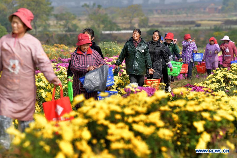 CHINA-JIANGXI-NANCHANG-CHRYSANTHEMUM INDUSTRY (CN)