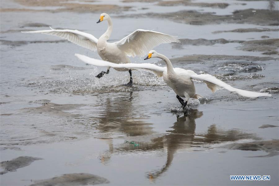 #CHINA-JIANGSU-XUYI-MIGRATORY BIRDS (CN)