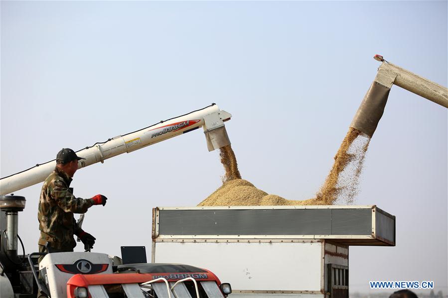 #CHINA-JIANGSU-RICE-HARVEST (CN)