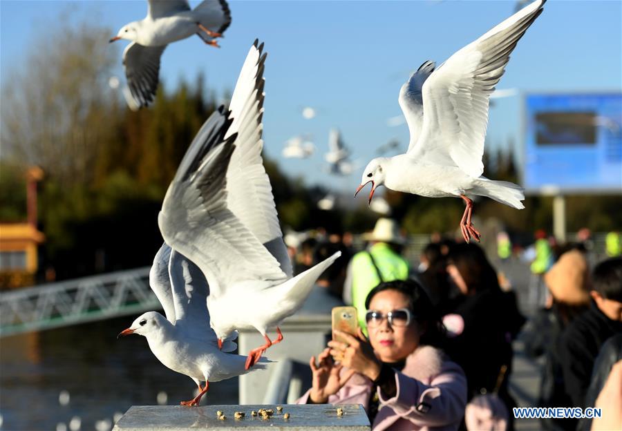 CHINA-KUNMING-RED-BILLED GULLS (CN)