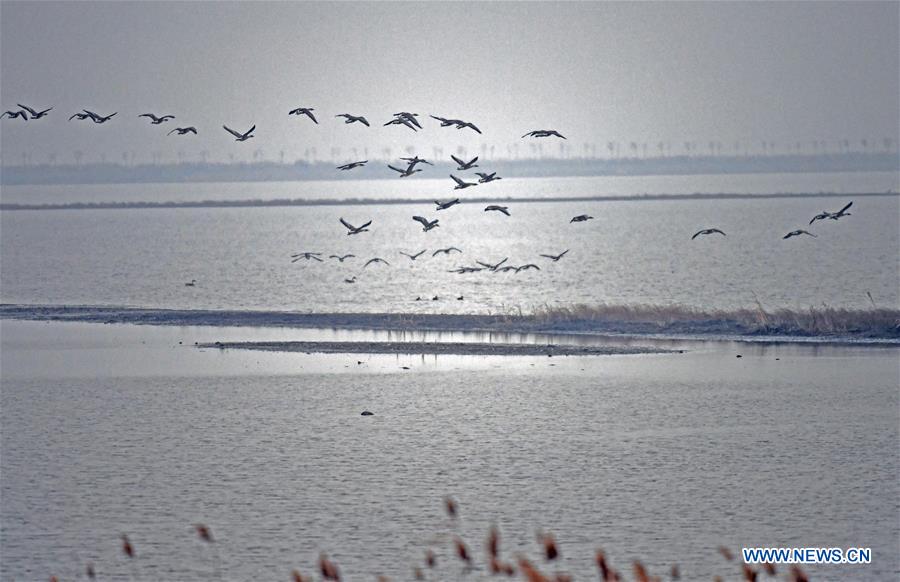 CHINA-LIAONING-WOLONG LAKE-BIRDS (CN)