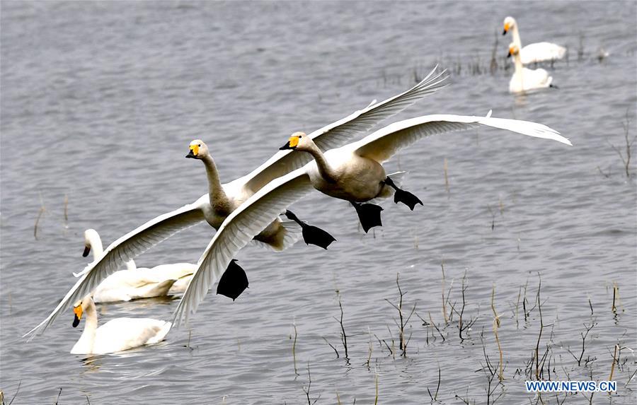 CHINA-HENAN-SANMENXIA-SWANS (CN)