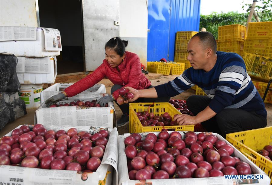 CHINA-GUANGXI-FRUIT INDUSTRY (CN)