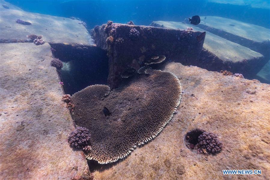 CHINA-HAINAN-DIVING INSTRUCTOR-CORAL REEF RESTORATION (CN)