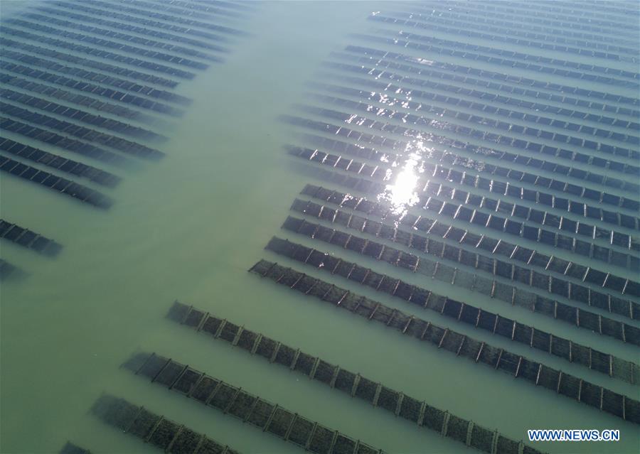 CHINA-FUJIAN-SEAWEED-HARVEST(CN) 