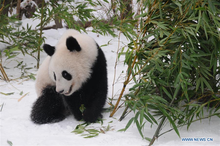 AUSTRIA-VIENNA-GIANT PANDA-TWINS-RETURNING TO CHINA