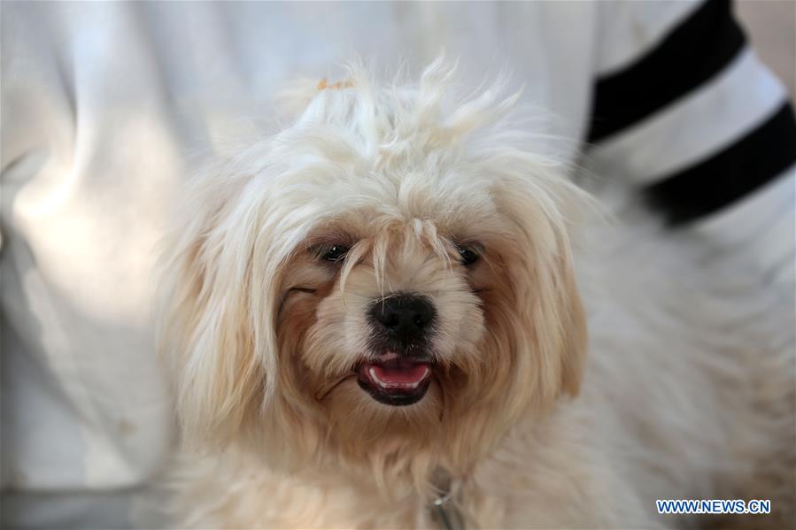 PAKISTAN-ISLAMABAD-DOG SHOW