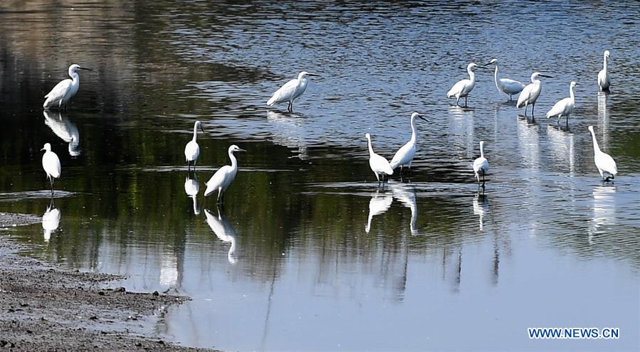 CHINA-GUANGXI-BEIBU GULF-EGRETS (CN)