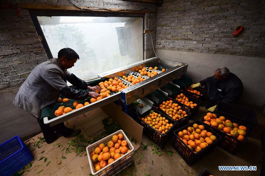 #CHINA-GUIZHOU-PONKAN PLANTING (CN)