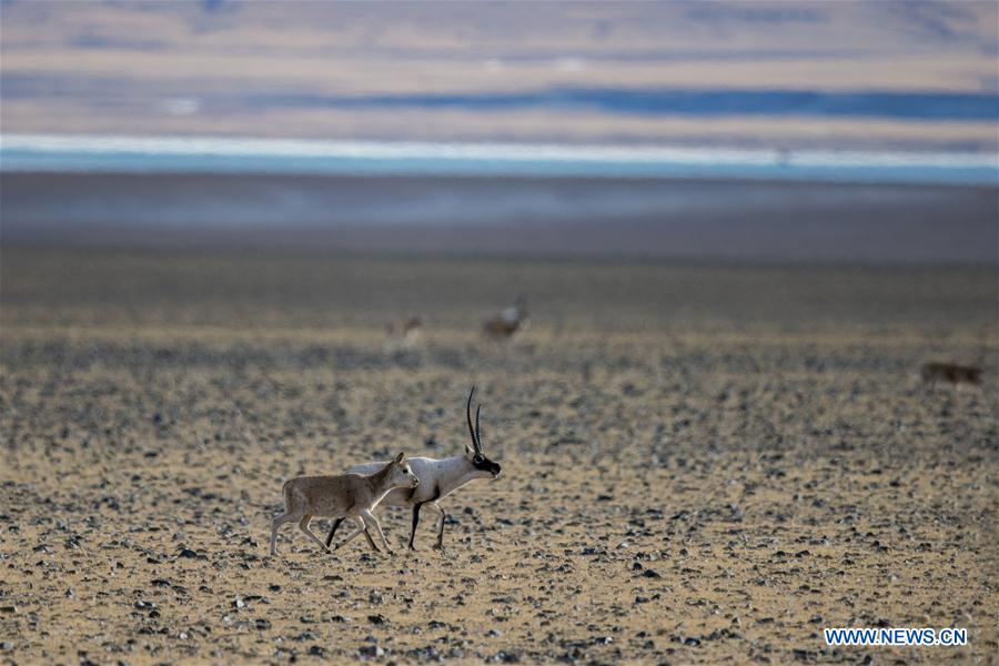 (InTibet)CHINA-WILDLIFE-TIBETAN ANTELOPE-HABITAT (CN)