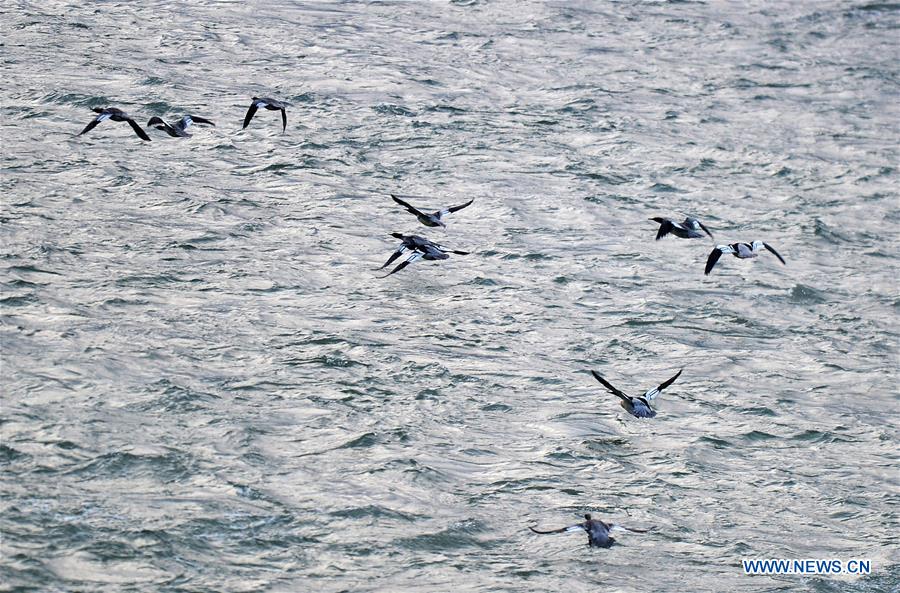 CHINA-JIANGXI-LONGHU MOUNTAIN-CHINESE MERGANSERS (CN)