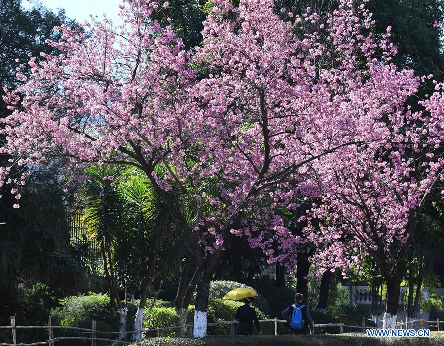 CHINA-YUNNAN-KUNMING-FLOWER BLOSSOM (CN)