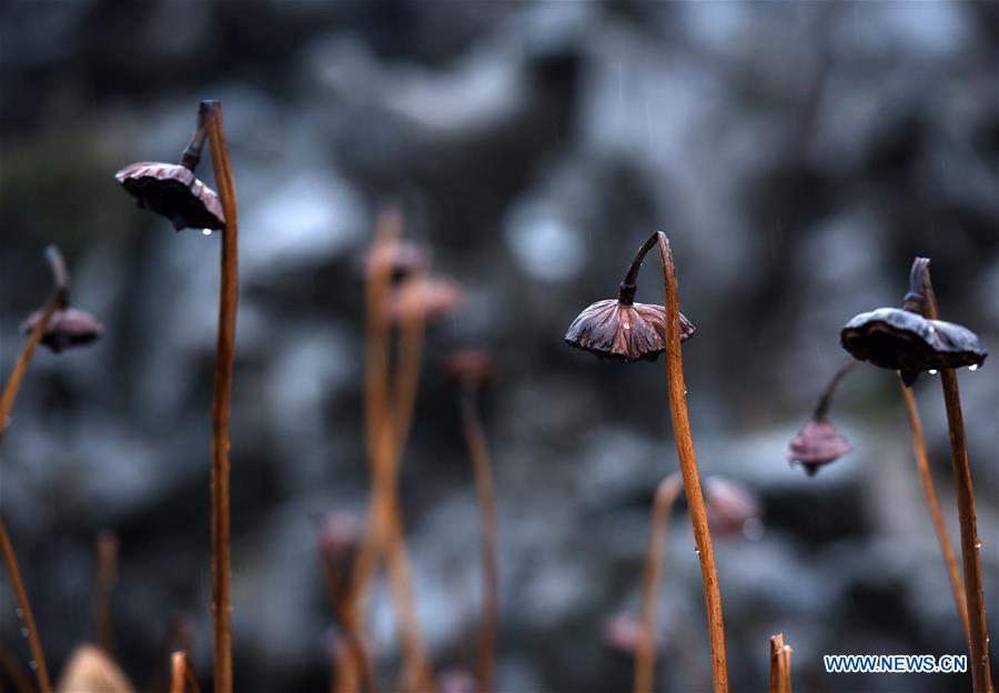 #CHINA-JIANGSU-HUAI'AN-WITHERED LOTUS (CN)