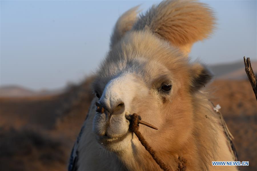 CHINA-INNER MONGOLIA-CAMEL NADAM (CN)