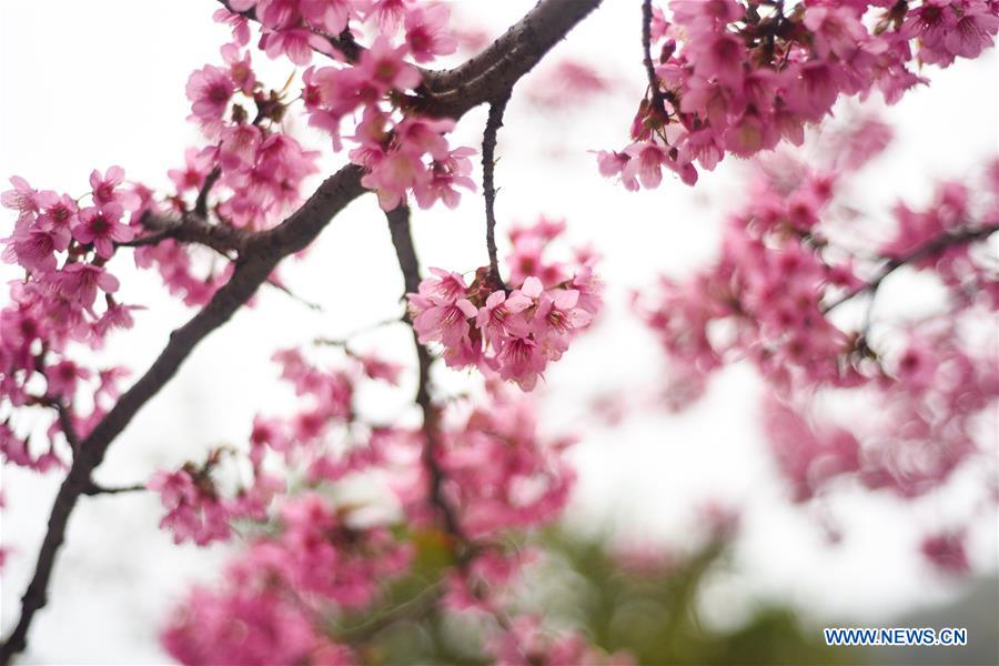 #CHINA-GUIZHOU-QIANXINAN-CHERRY BLOSSOM (CN)