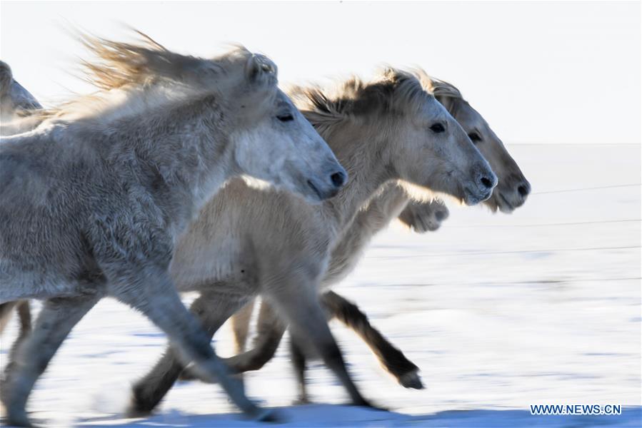 CHINA-INNER MONGOLIA-HORSE TAMING (CN)