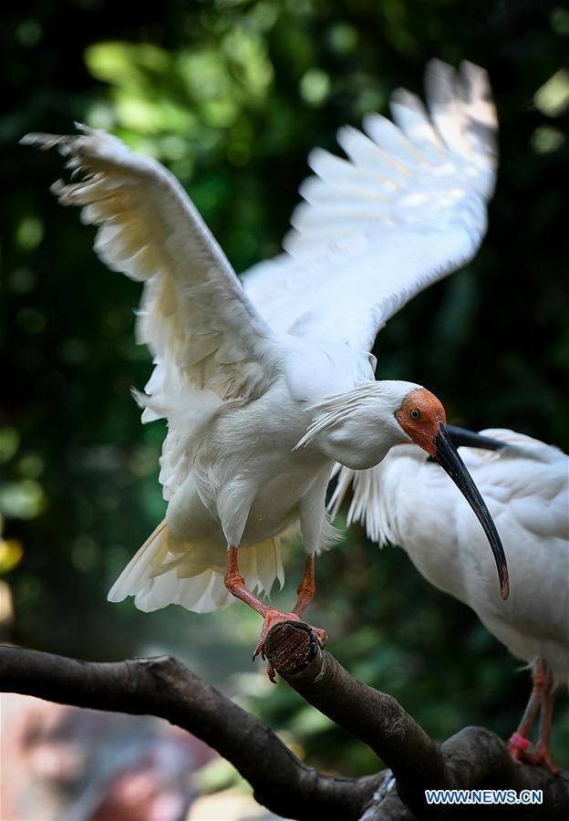 CHINA-GUANGDONG-CRESTED IBIS (CN) 