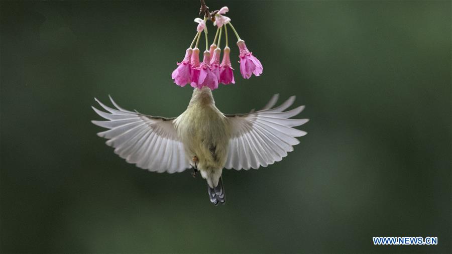 CHINA-FUZHOU-SUNBIRD (CN)