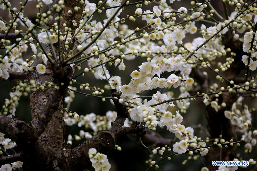 #CHINA-ANHUI-SCENERY-PLUM (CN)