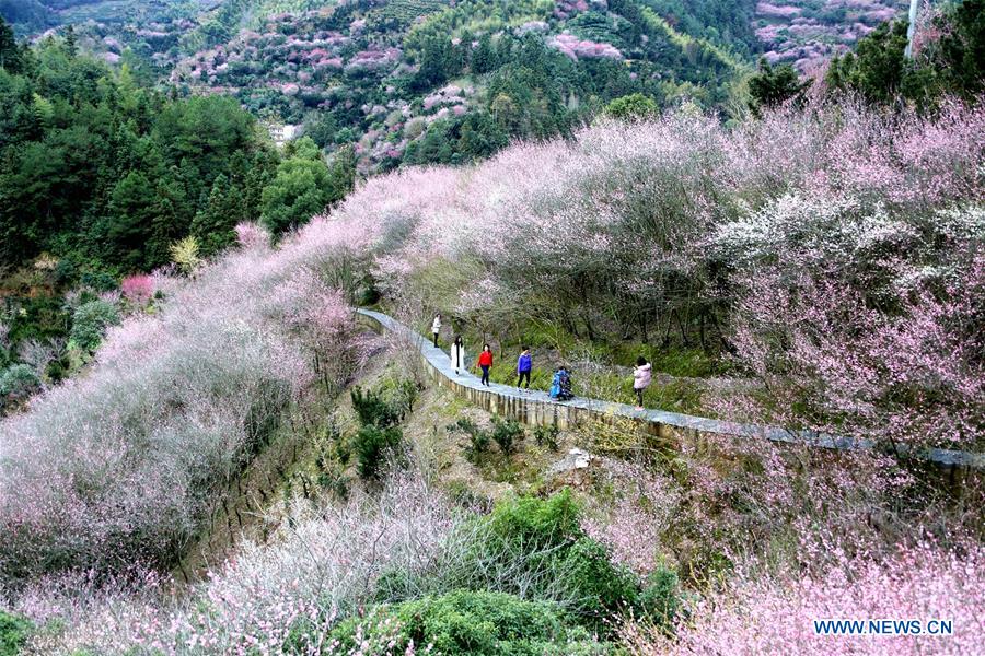 #CHINA-ANHUI-SCENERY-PLUM (CN)