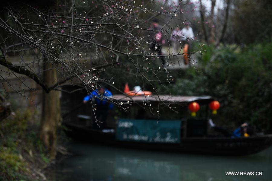 CHINA-ZHEJIANG-HANGZHOU-PLUM BLOSSOM (CN)