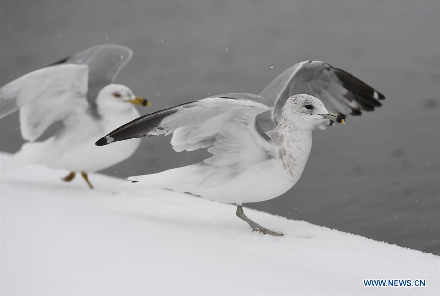 U.S.-WASHINGTON D.C.-SNOW