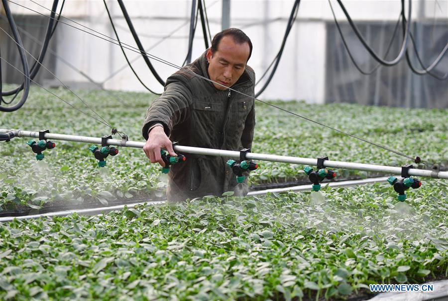 CHINA-SHAANXI-AGRICULTURE-GREENHOUSE (CN)