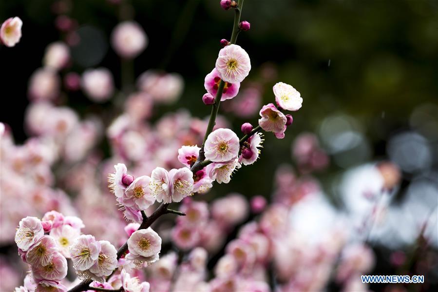 #CHINA-JIANGSU-TAIZHOU-PLUM FLOWERS (CN)