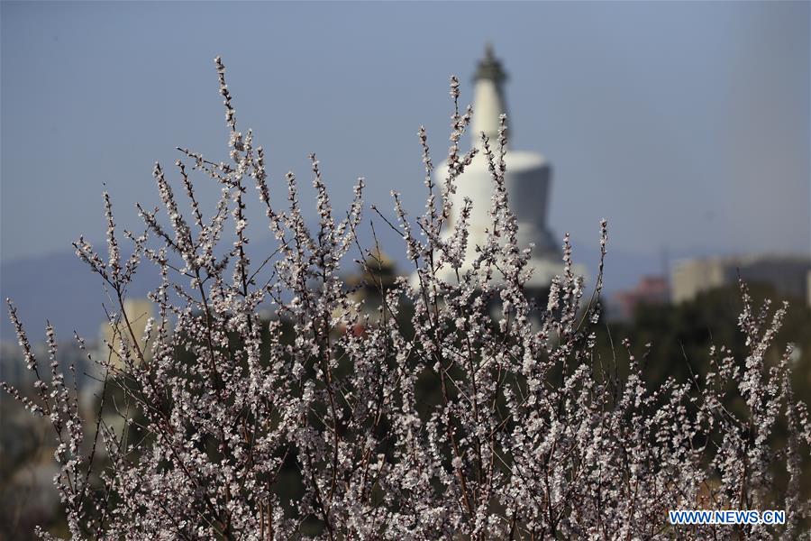 #CHINA-BEIJING-PEACH BLOSSOMS (CN)