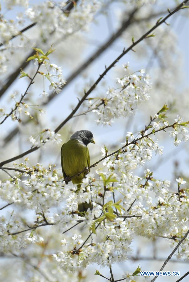 #CHINA-SPRING-BIRD (CN)