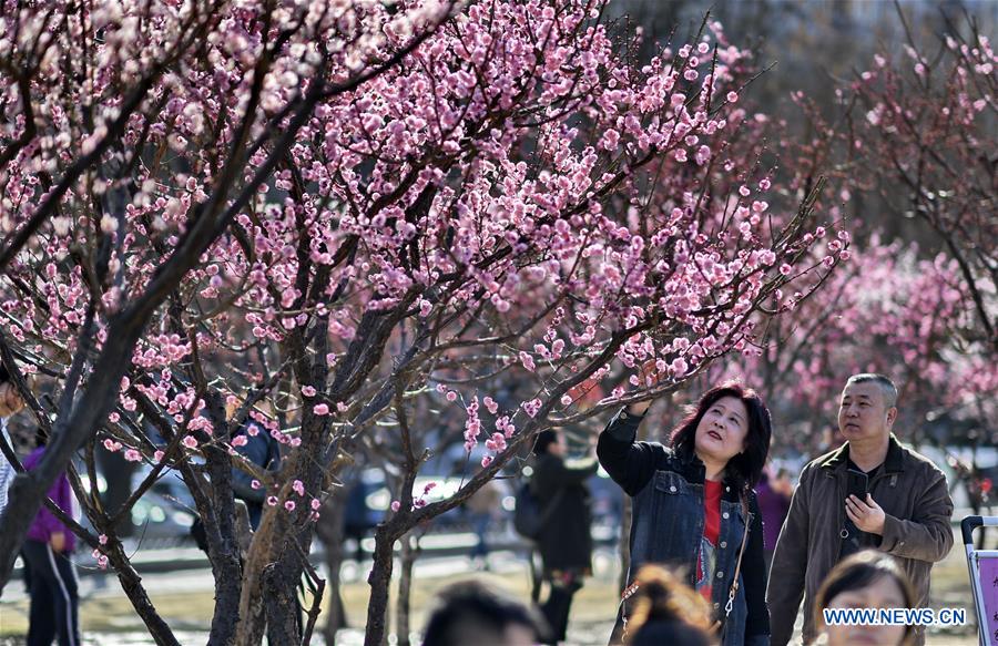 CHINA-BEIJING-SPRING-SCENERY (CN)