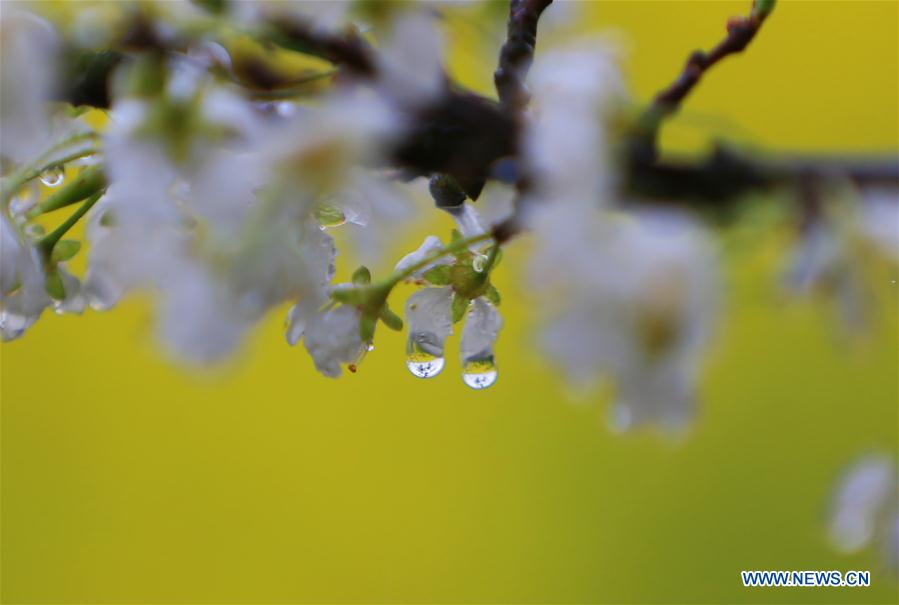 #CHINA-HUNAN-SPRING-FLOWER-RAIN (CN)