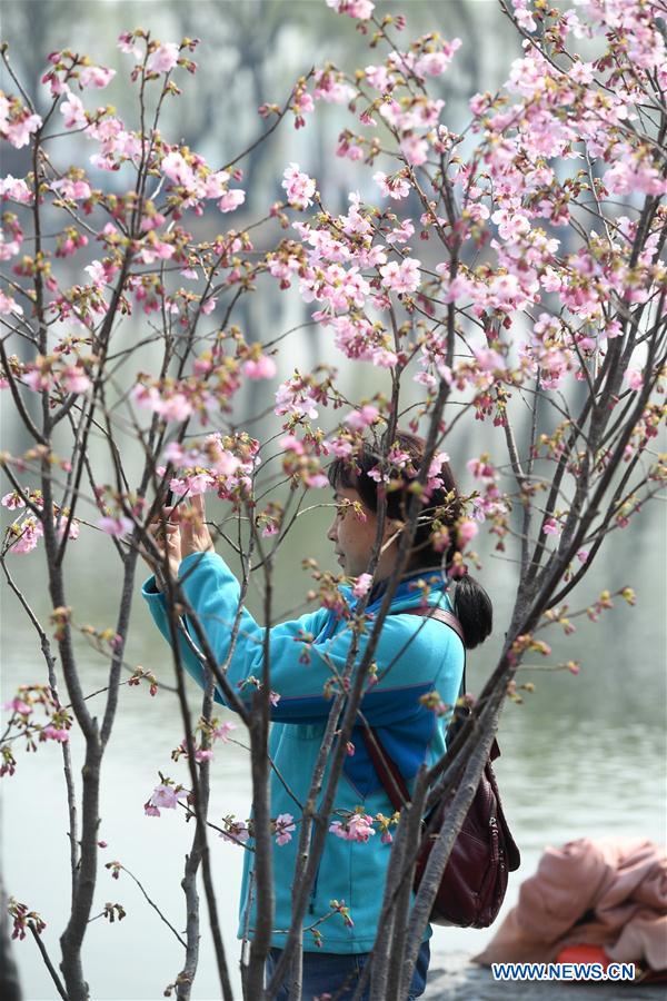 CHINA-BEIJING-YUYUANTAN PARK-CHERRY BLOSSOM (CN)