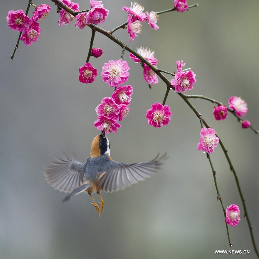 #CHINA-WUXI-PLUM BLOSSOM (CN)