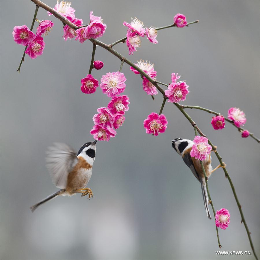 #CHINA-WUXI-PLUM BLOSSOM (CN)