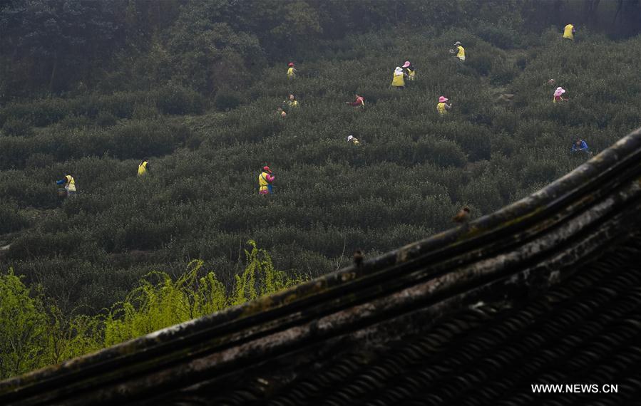 CHINA-JIANGSU-SUZHOU-TEA-HARVEST (CN)