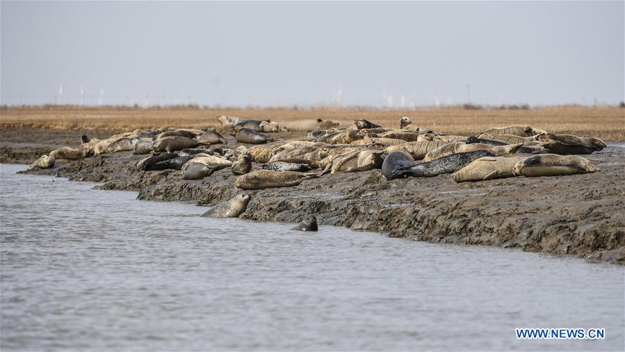 CHINA-LIAONING-PANJIN-SPOTTED SEALS (CN)