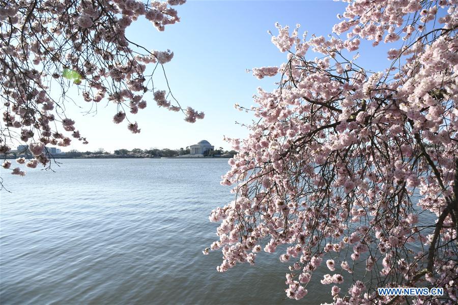 U.S.-WASHINGTON D.C.-CHERRY BLOSSOM