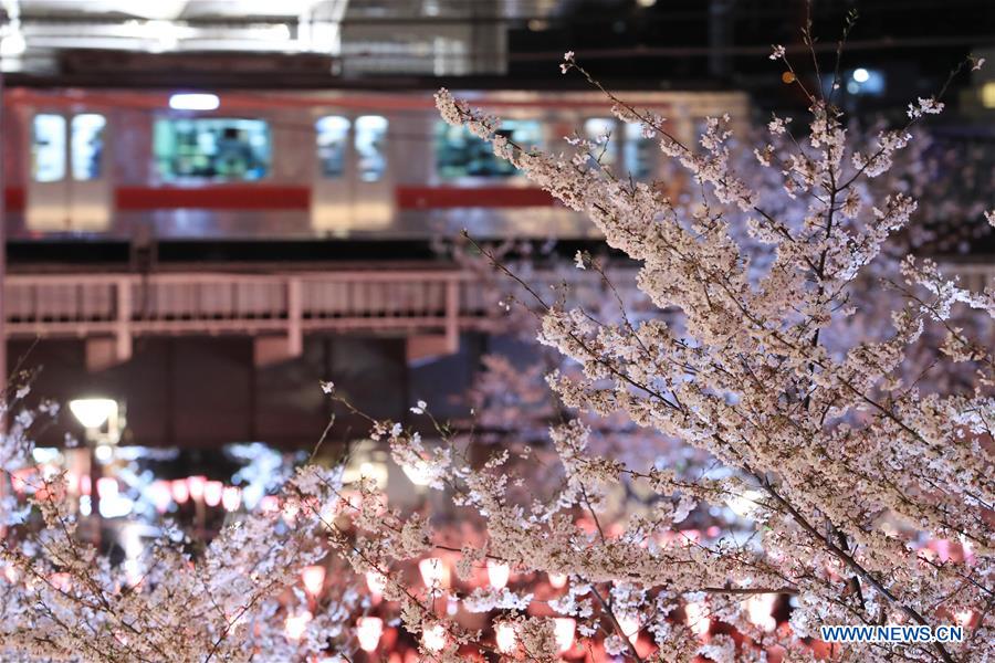 JAPAN-TOKYO-MEGURO RIVER-CHERRY BLOSSOM