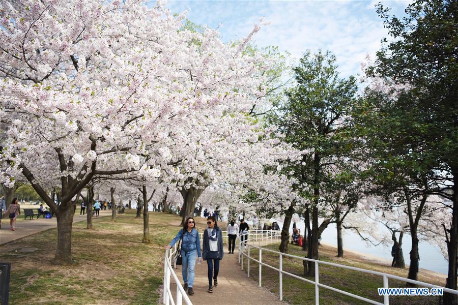 U.S.-WASHINGTON D.C.-CHERRY BLOSSOM