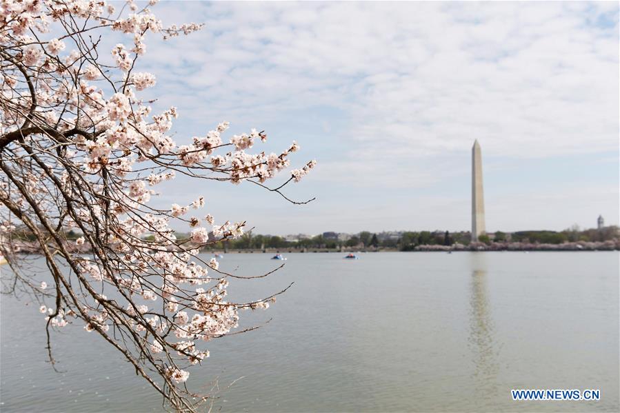 U.S.-WASHINGTON D.C.-CHERRY BLOSSOM