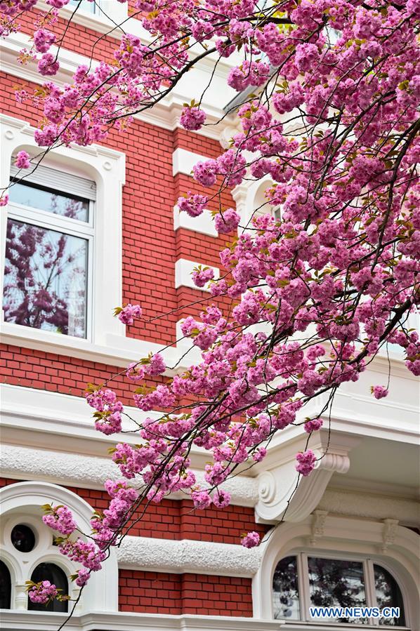 GERMANY-BONN-CHERRY BLOSSOM