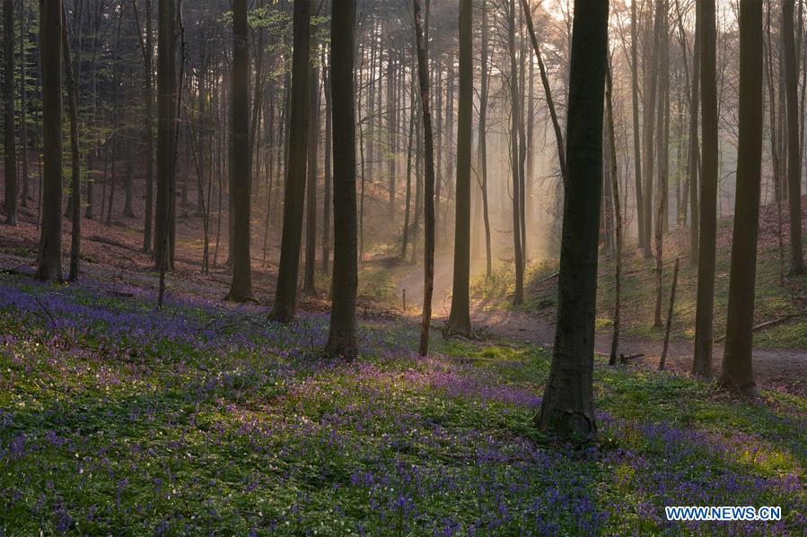 BELGIUM-BRUSSLES-NATURE-BLUEBELLS