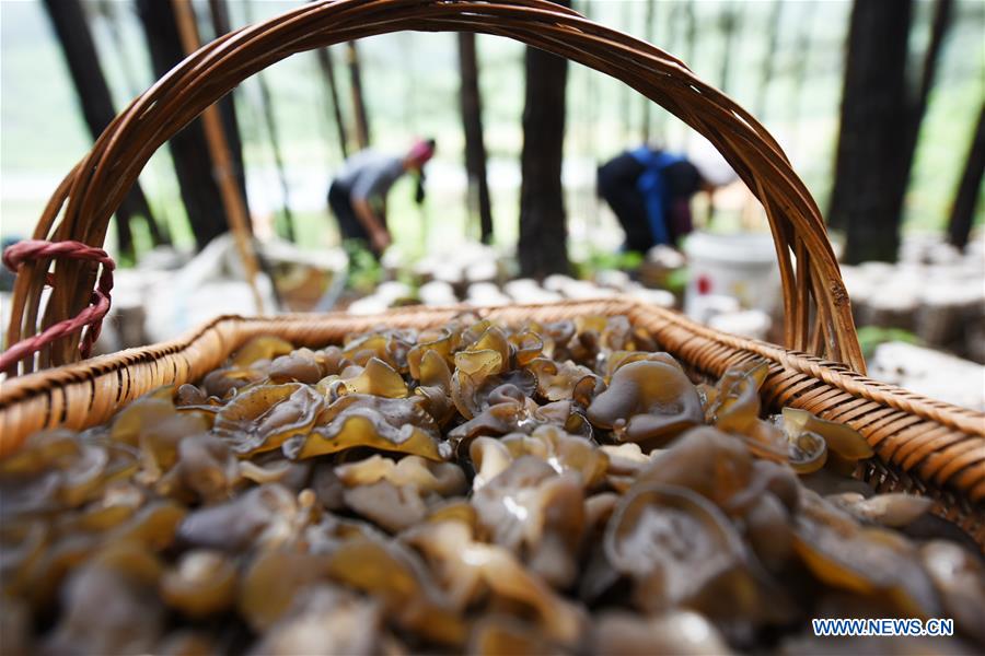 CHINA-GUIZHOU-JIANHE-AGRICULTURE-EDIBLE FUNGI (CN) 