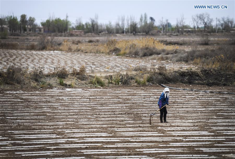 CHINA-XINJIANG-SPRING-FARMING (CN)