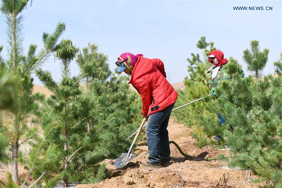 CHINA-INNER MONGOLIA-KUBUQI-TREE PLANTING (CN)