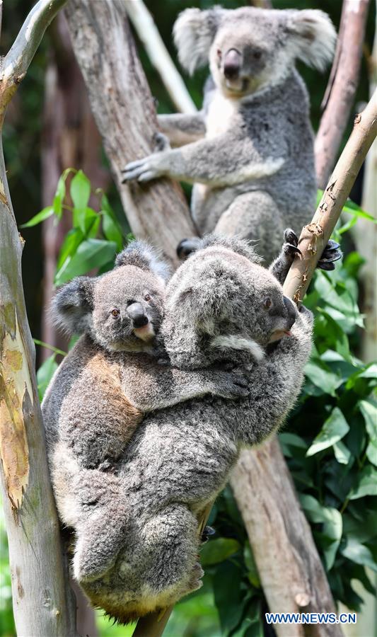 CHINA-GUANGZHOU-KOALA (CN)