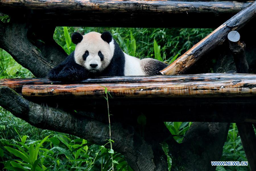 CHINA-TAIPEI-GIANT PANDAS-TOURISM (CN)